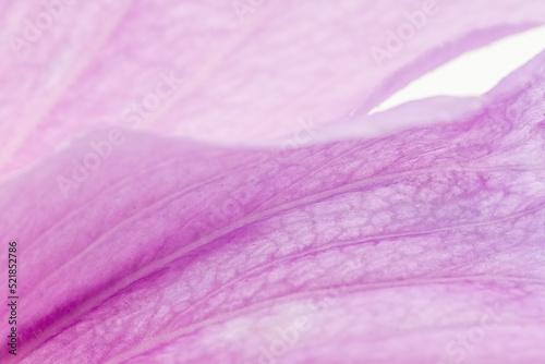 Pink hibiscus flowers background closeup. Horizontally.  photo