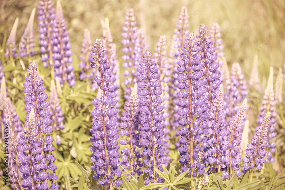 Fototapeta premium Wild lupines flowers in detail