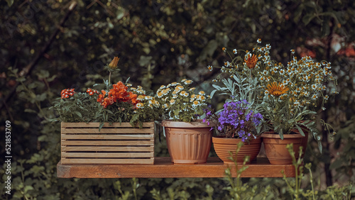 Fototapeta Naklejka Na Ścianę i Meble -  Garden flowers. Home gardening concept. Collection of houseplants and ornamental plants in pots. Plant care. Floral composition with spring or summer flowers. Blooming vibrant flowers in pot outdoors