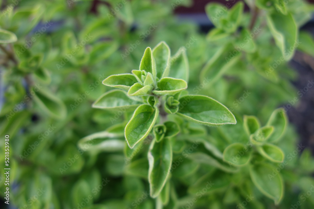 Oregano Oregano