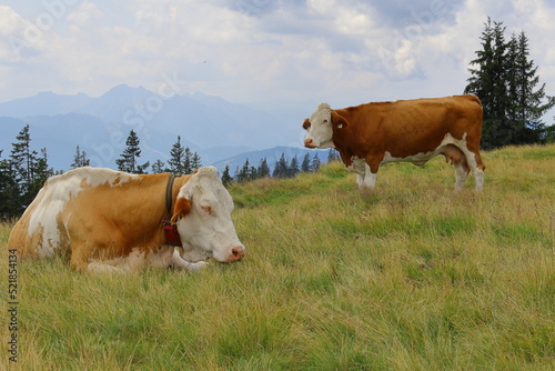 Two cows are grazing in a meadow. Cattle on pasture. © Libor