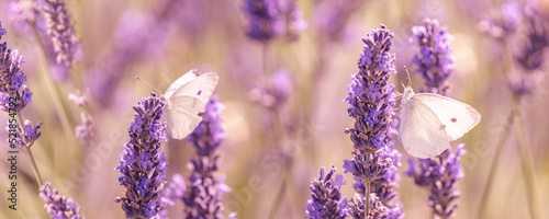 lavender flowers and white butterflies photo