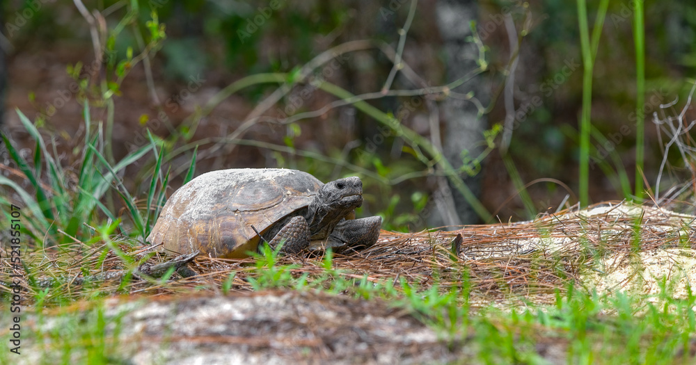 Adult male Florida gopher tortoise - Gopherus polyphemus - waiting ...