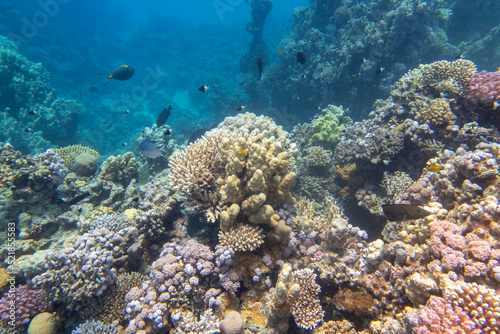 Colorful, picturesque coral reef at the sandy bottom of tropical sea, hard corals, underwater landscape