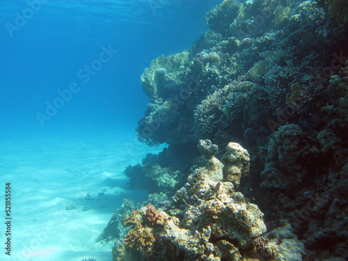 Coral reef at the bottom of tropical sea on blue water background