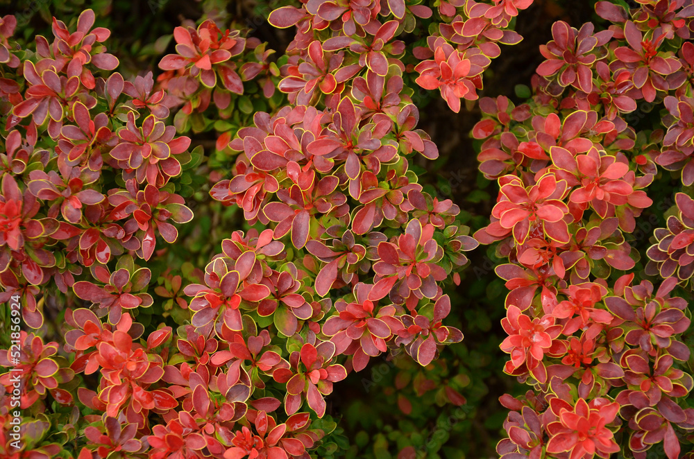 Beautiful decorative Japanese Barberry shrubs with red and yellow-green variegated little leaves .Landscaping and growing shrubs concept. Close up outdoors photo. Beautiful decorative Japanese Barberry shrubs with red and yellow-green variegated little leaves .Landscaping and growing shrubs concept. Close up outdoors photo.