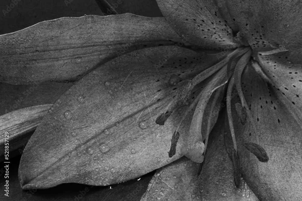 Mokry kwiat lilii azjatyckiej skomponowany w bieli i czerni - obrazy, fototapety, plakaty 