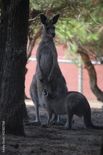 kangourou photo