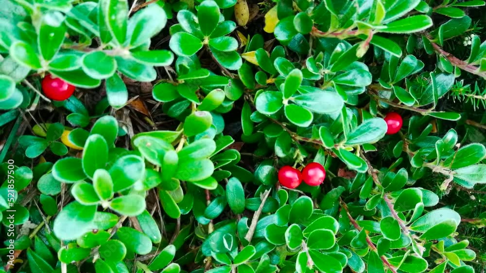 Frutos rojos entre hojas de la planta Gayuba Uva Ursi

