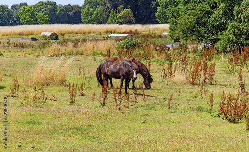 Landscape with animals. Thoroughbred hoeses graze in a pasture or meadow.