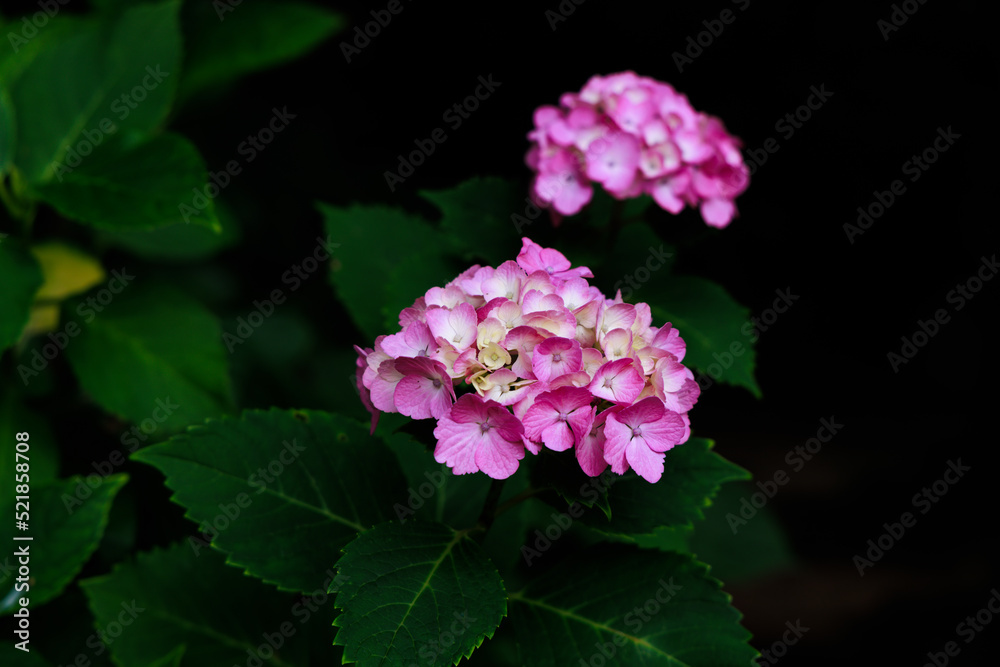 あじさいは綺麗な花です。 あじさいは綺麗な花です。