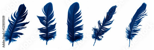 Fototapeta blue goose feathers on a white isolated background