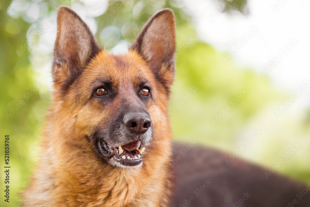 german shepherd portrait