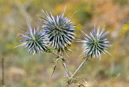 wild plants. prickly plant photos.