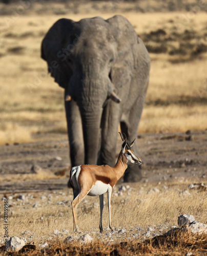 Elefant
