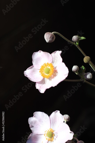 Gentle pink anemone flower with an open flower and buds on a dark background