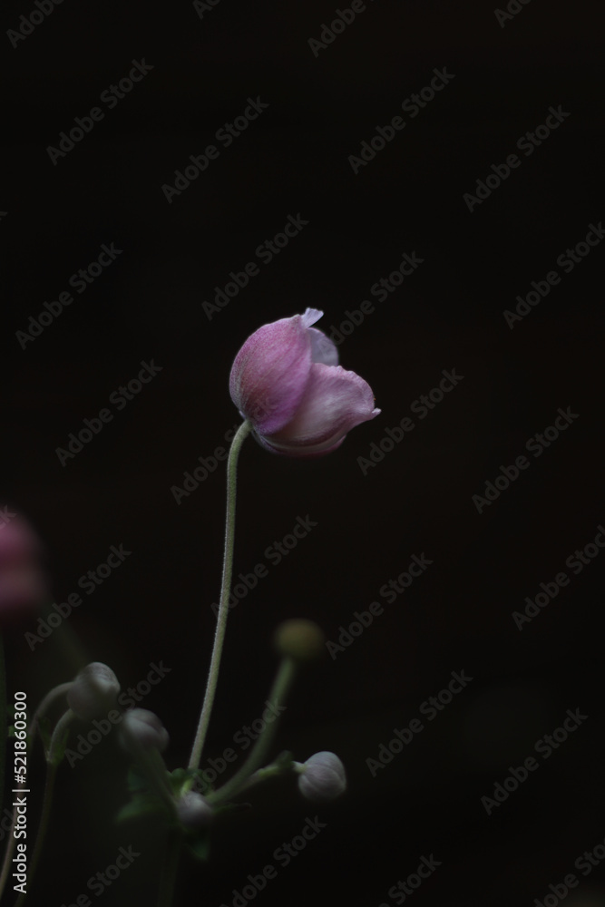 Gentle pink/purple anemone flower on a dark background Gentle pink/purple anemone flower on a dark background