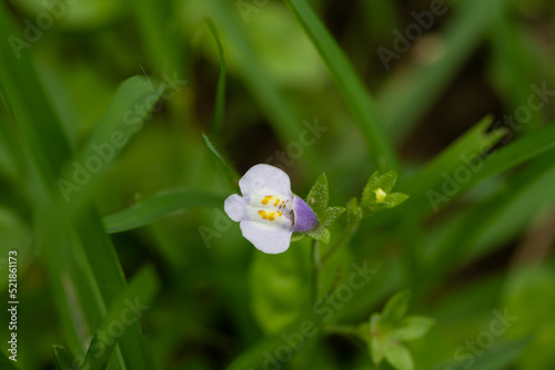 Tiny Mazus Pumilus flower. The flower color is purple and white with yellow spot on the throat photo