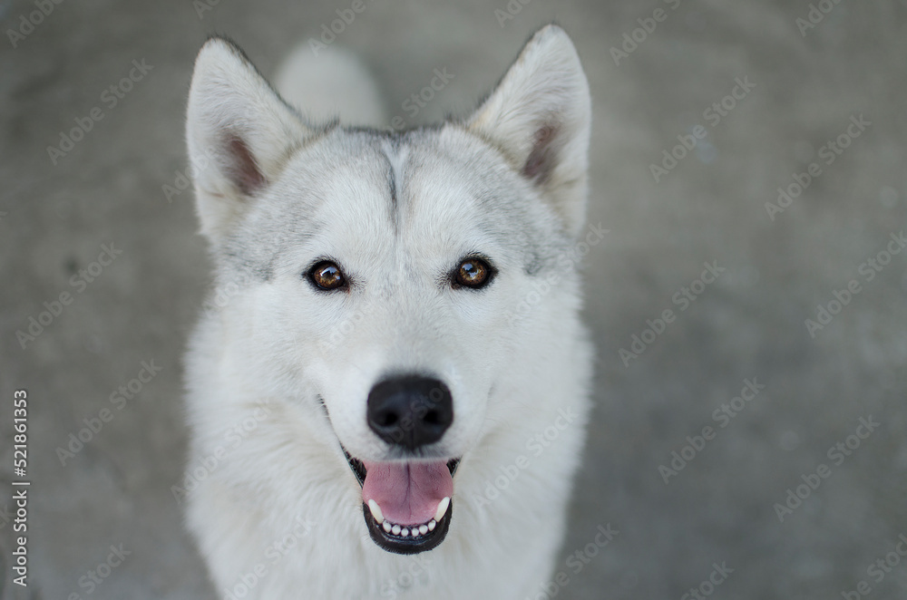 Husky. Closeup portrait of the head of a dog of the Husky breed on a background of nature