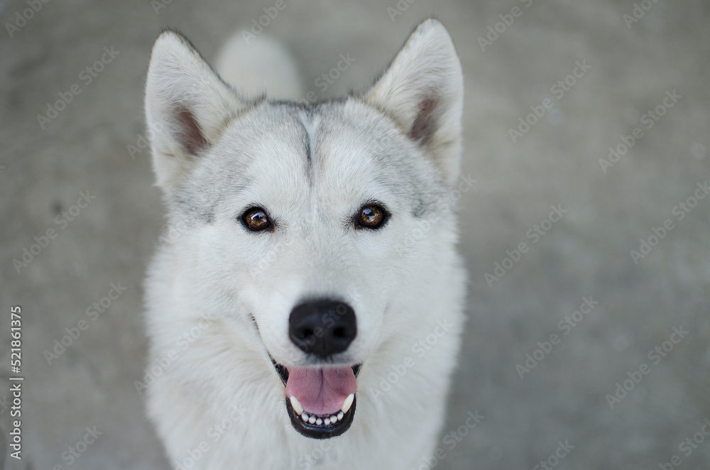 Husky. Closeup portrait of the head of a dog of the Husky breed on a background of nature