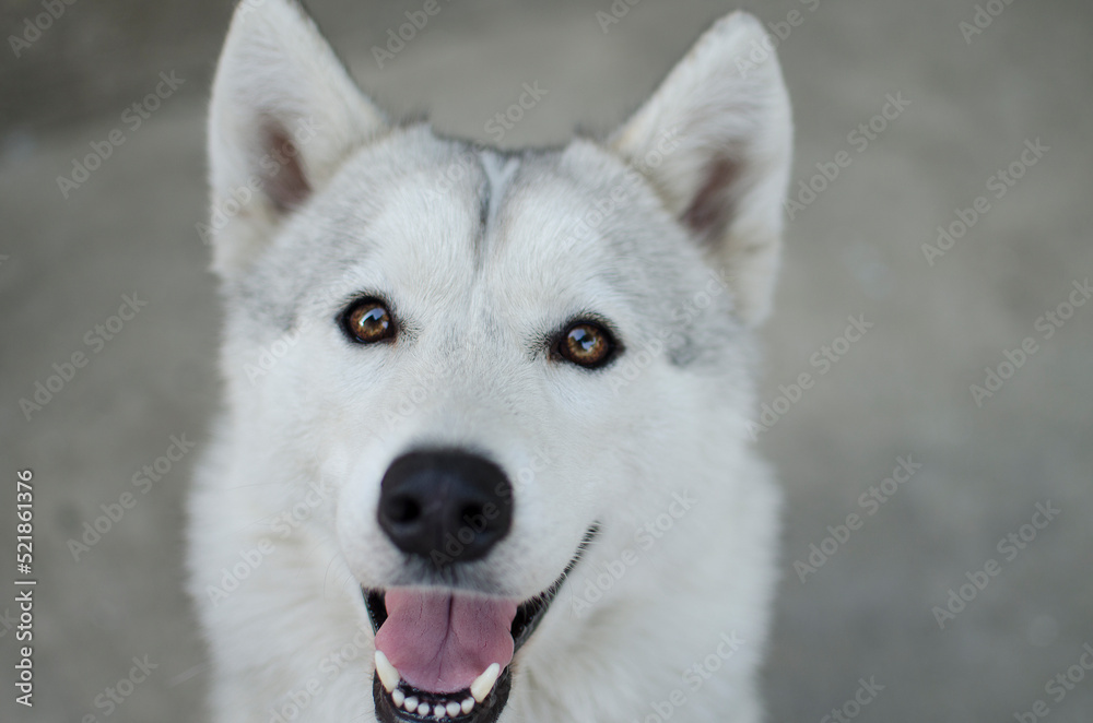 Husky. Closeup portrait of the head of a dog of the Husky breed on a background of nature