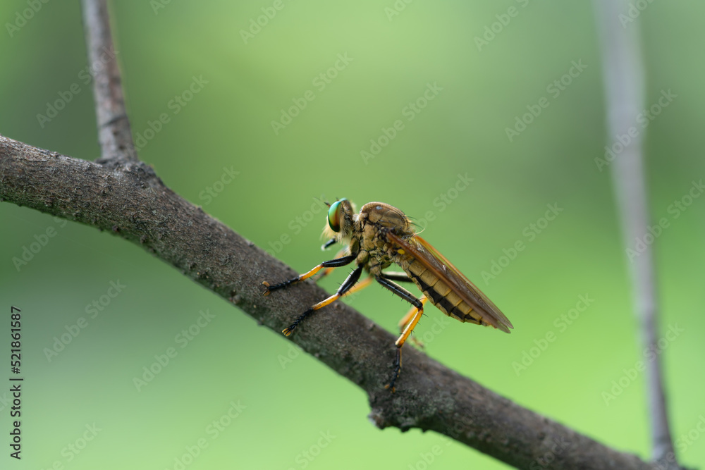 robber fly, assassin fly. A close-up robber fly, assassin fly. A close-up