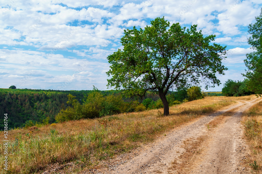 Fototapeta premium tree and a ground road on top of hill, wild forest in a valley, beautiful summer landscape, bright sunlight