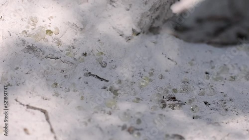 Wallpaper Mural Resin mastic drops brighten and twinkle in the sunlight on the ground. Shadows on the ground from the foliage of the mastic tree waving in the wind. Selective focus. Chios island, Greece. Torontodigital.ca