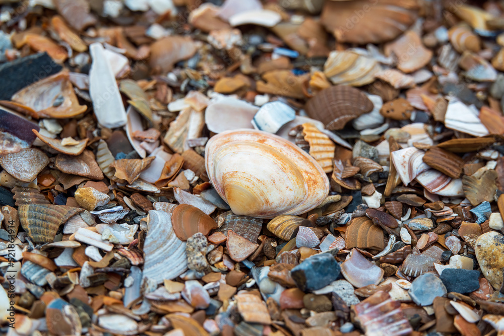 Fototapeta premium Sea Shells