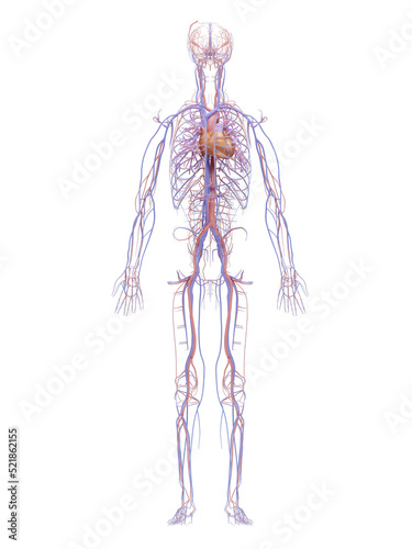 Human Circulatory System and Cardiovascular System are the heart, blood and blood vessels.3D illustration. Isolation on white background.