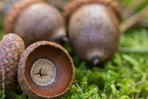 Pedunculate oak acorn, object close-up.