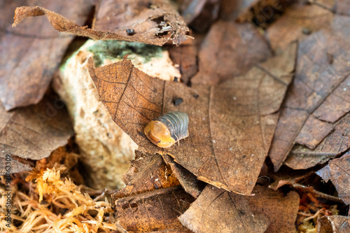 Cubaris sp. Rubber ducky. Isopod  crawls on dry leaves photo