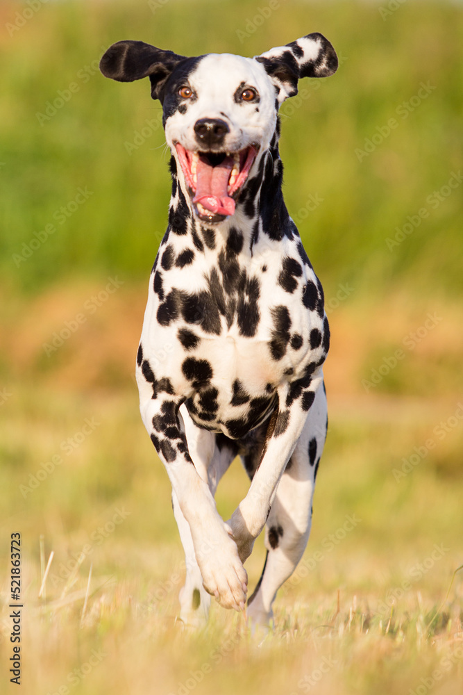 running smiling dalmatian