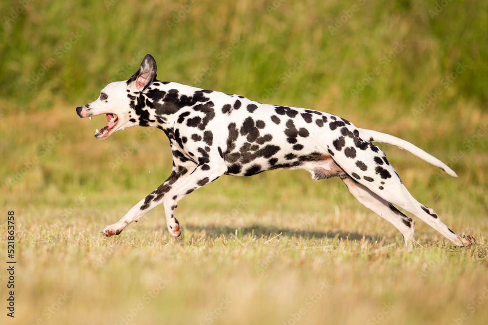 dalmatian running with mouth open and flying ears