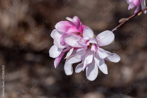 Pink Magnolia Blossoms In Spring photo