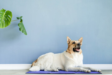 Cute mixed breed dog lying on cool mat looking up on blue wall background