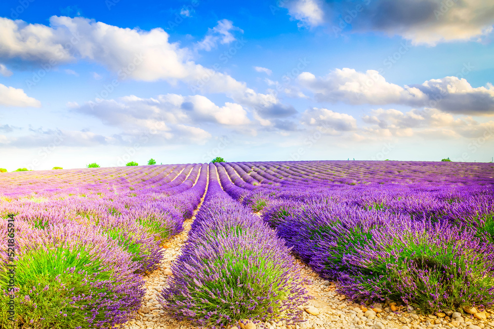 Lavender summer field Lavender summer field