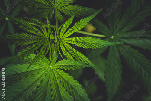 Cannabis bush close-up. Cultivation of hemp fields. Leaves background.
