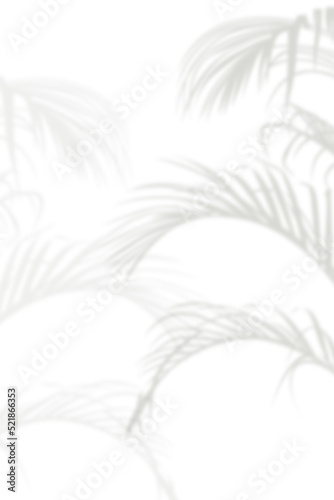 Abstract background of natural shadows tropical leaves overlay on a white wall background, summer seasonal concept.