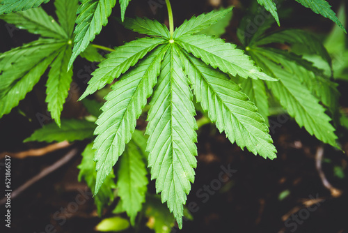 Cannabis bush close-up. Cultivation of hemp fields. Leaves background.