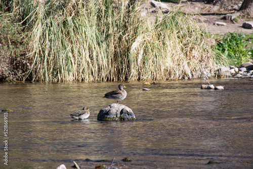 Pato sobre piedra en un lago en cordoba, Argentina photo