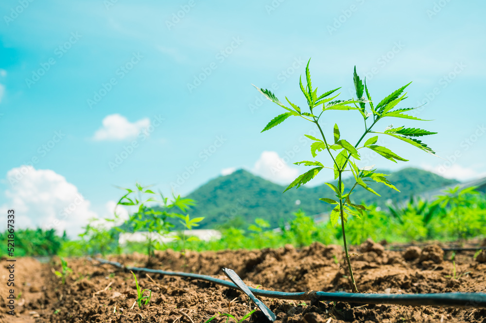 Marijuana leaves, cannabis plants,Industrial Marijuana Greenhouse Grow Operation Marijuana leaves, cannabis plants,Industrial Marijuana Greenhouse Grow Operation