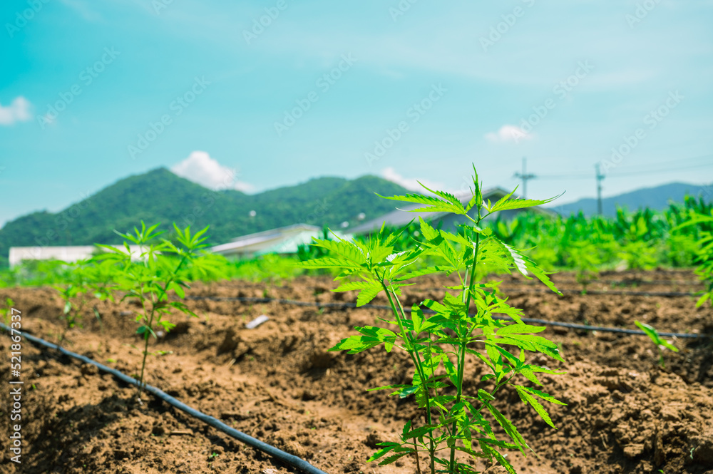 Marijuana leaves, cannabis plants,Industrial Marijuana Greenhouse Grow Operation