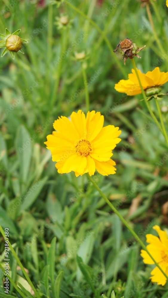 beautiful yellow flower in bloom on blur background beautiful yellow flower in bloom on blur background