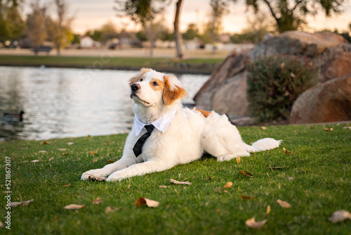 Dog wearing black tie and laying down in front of lake