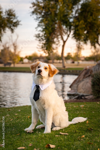 Cute dog wearing black tie and looking up