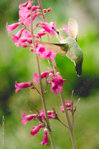 Green hummingbird sipping nectar from pink flowers
