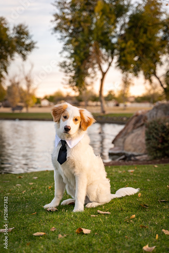 Dog wearing a black tie and sitting in front of lake