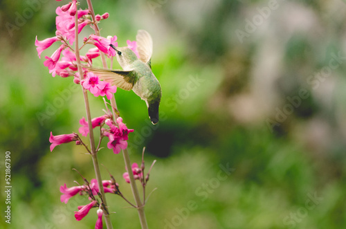 Hummingbird drinking nectar from pink flowers with space for text