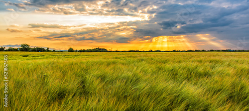 Evening Panorama of a field sown with wheat culture